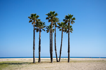 Palm trees on the beach of Calafell on the sunny day, Spain, sea in the background 