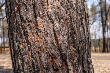 Fototapeta premium tree trunk texture