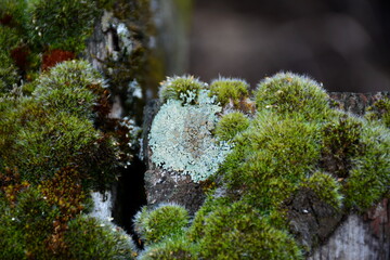 A Sphagnum moss and Lecanora muralis lichen on the old logs.