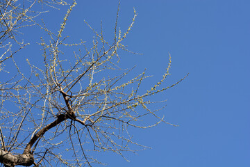 White poplar