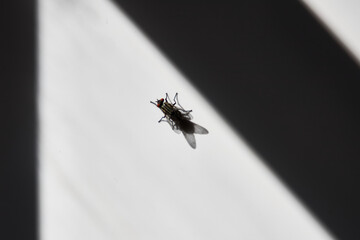Fly on the white wall