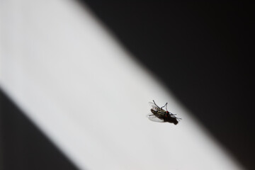 Fly on the white wall
