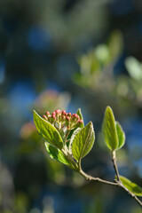 Burkwood viburnum