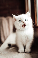 Britisch Kurzhaar Kitten