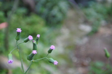 pink flowers in the garden