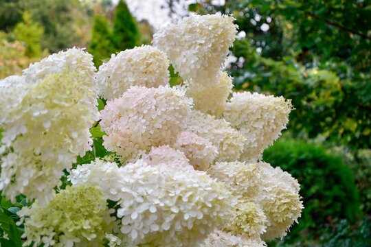 Luxury bush  paniculata hydrangeas Lime Light with white and pink flowers on the background of the garden.
