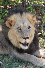 a male lion in close up