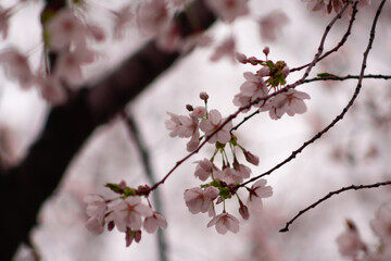 Fototapeta premium 봄의 벚꽂