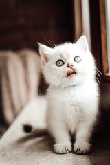 S&uuml;&szlig;es Britisch Kurzhaar Kitten 