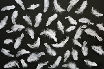Lots of white fluffy soft feathers on a black background close up