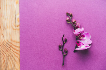 Orchid twig on a purple background. Minimalism, top view, flat lay, copyspace.
