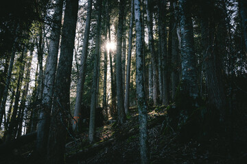 Sunshine in the Forest