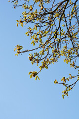 Common horse chestnut