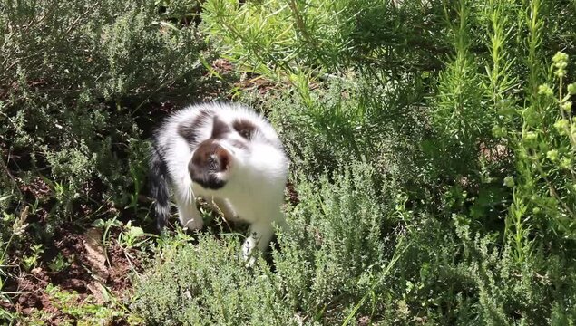 Un gato de tonos blancos y negros entre plantas de hojas verdes