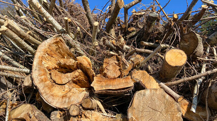 Schwarzwald im Frühling 2021