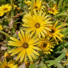 yellow flowers in the garden