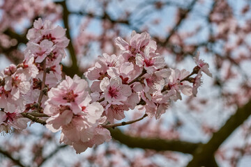 red apple flowers