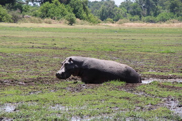 a hippo walking over the green grass