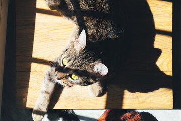 Tabby cat basks in the sun on a wooden background indoors.