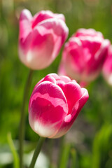Fototapeta premium pink tulips in the garden