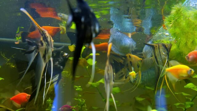 aquarium fish angelfish swim in the aquarium