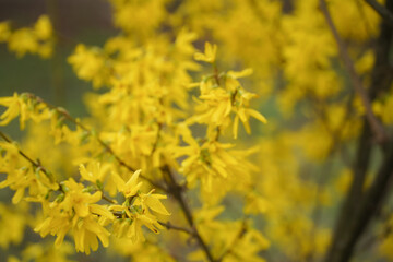 Fototapeta premium Spring flowers. Detail of spring flowers on a sunny day.