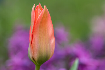 close up of tulip