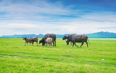 buffalo stained in the green grass fields