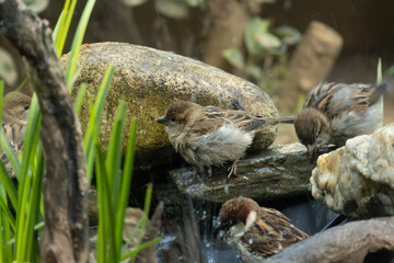 The house sparrow