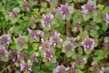 Obraz premium Spring flowers. Detail of spring flowers on a sunny day.