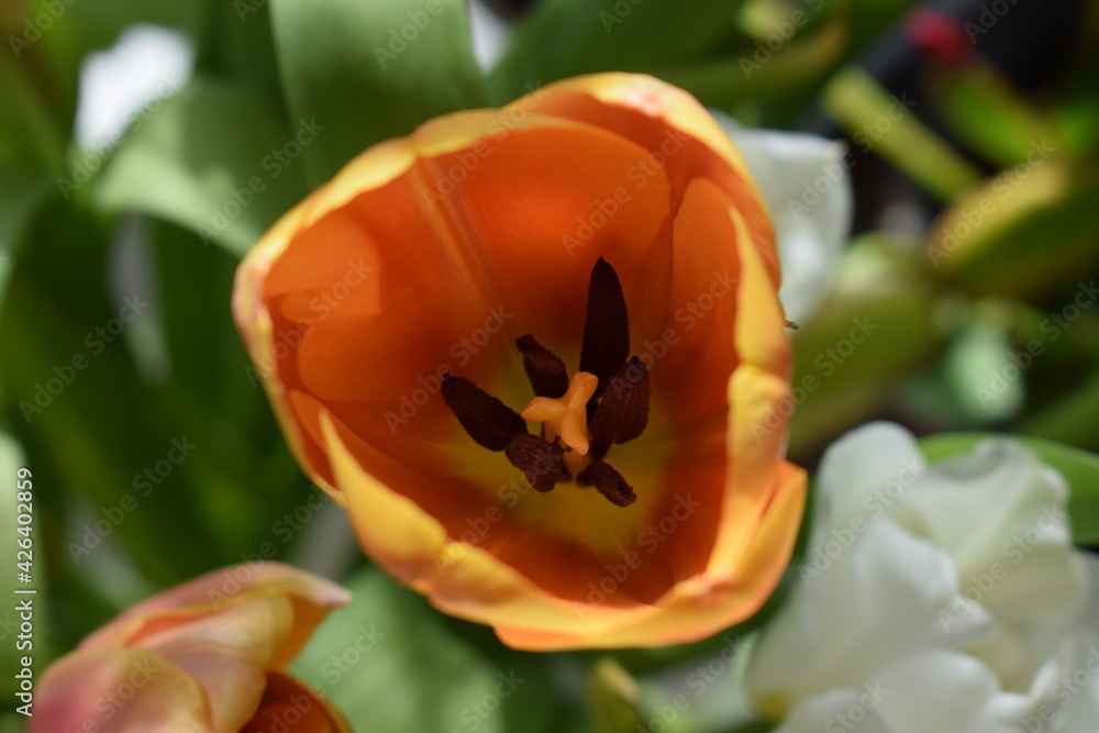 Poster orange Tulpe