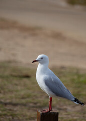 The Silver Seagull from Australia on a post with a bokeh background. 