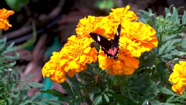 Doris longwing butterfly (Heliconius doris viridis) close up on orange flowers.