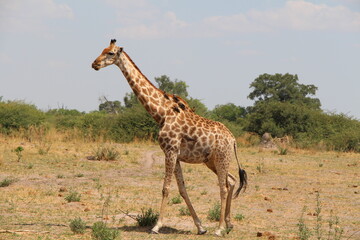 Naklejka na ściany i meble animal in a nationalpark in namibia