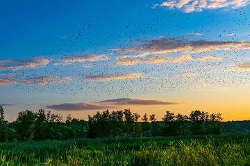 chmara ptaków © Krzysztof Rostkowski