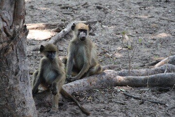 Obraz premium animal in a nationalpark in namibia