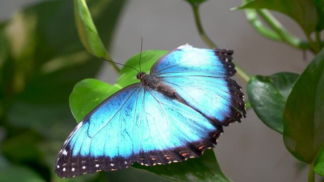 Blue butterfly, Morpho peleides, the Peleides blue morpho, common morpho or the emperor spreads out blue wings on brach very close up.