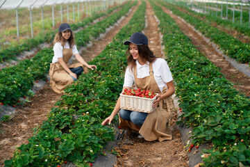 Side view of squatting women wearing white caps and aprons are picking strawberries in white...