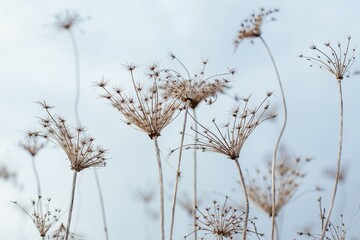 Dry wildflowers in field in stock photo containing dry background