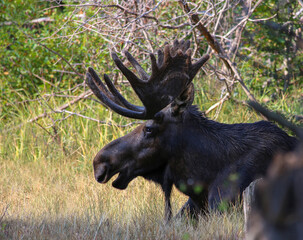 Bull moose sitting in the trees with no cares in the world. Close up portrait style photo. 