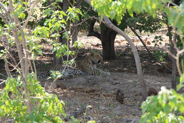 a leopard laying under a treee 