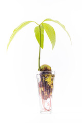 mango tree in a glass of water, Mangifera, rooting plant in water, growing mango from seed, young green plant grown at home, young green leaves, young roots