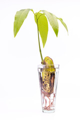 mango tree in a glass of water, Mangifera, rooting plant in water, growing mango from seed, young green plant grown at home, sprouting plant, young green leaves, young roots