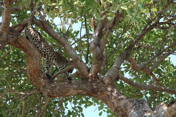 a leopard laying on a tree in botswana