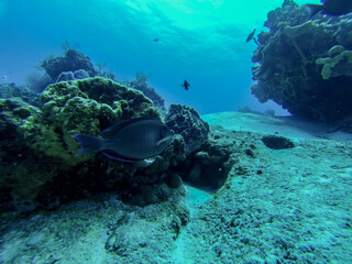 scuba diver and coral reef