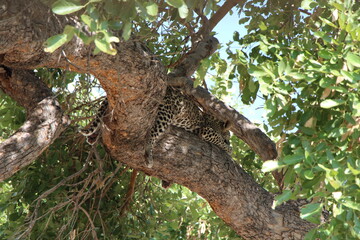 Fototapeta na wymiar a leopard laying on a tree in botswana