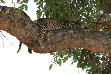 a leopard laying on a tree in botswana