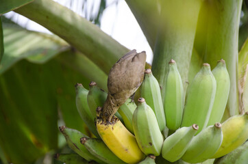 Pycnonotus striatus(bul bul) eats a banana from bunch on a banana tree.