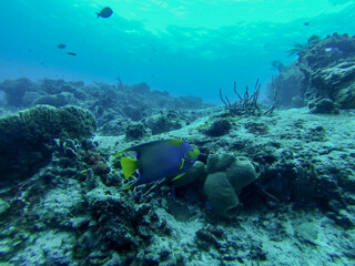 diver and reef