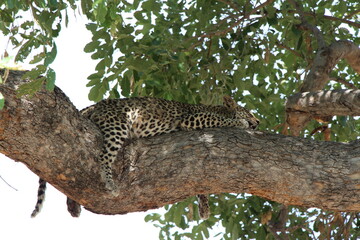 a leopard laying on a tree in botswana